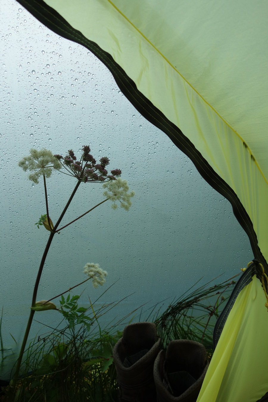 Flora im Vorzelt