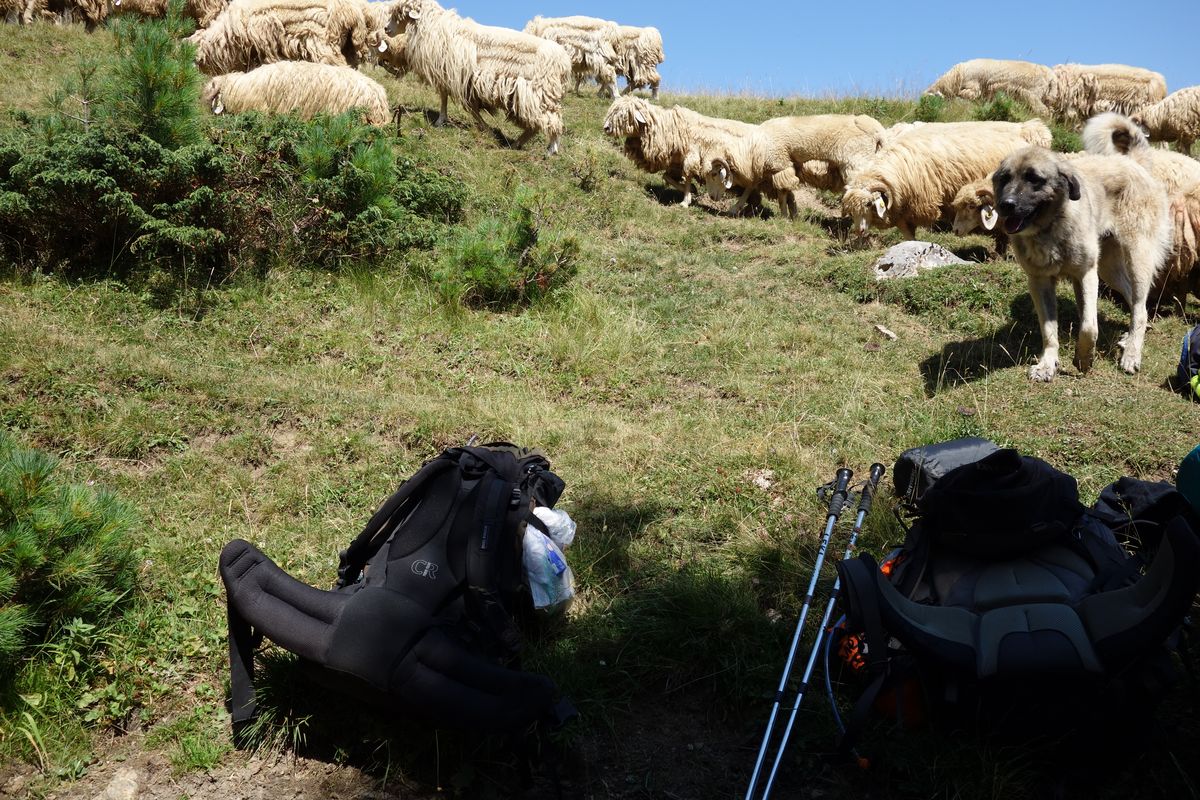 Schäferhunde und zottelige Schafe in Montenegro