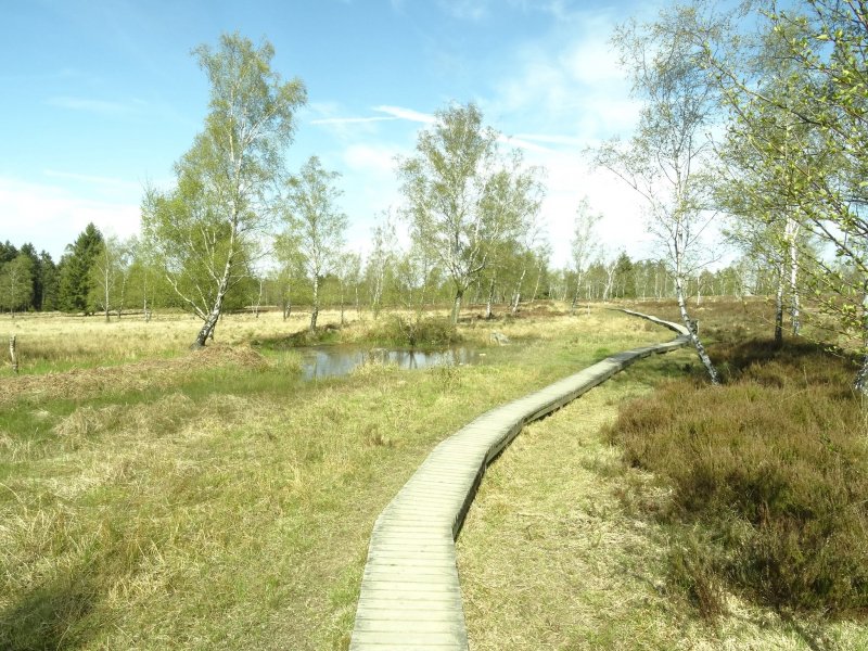 Holzstege im NSG Struffelt