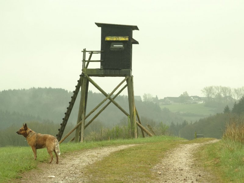 Es lief ein Fuchs durch die Landschaft, also ein anderer