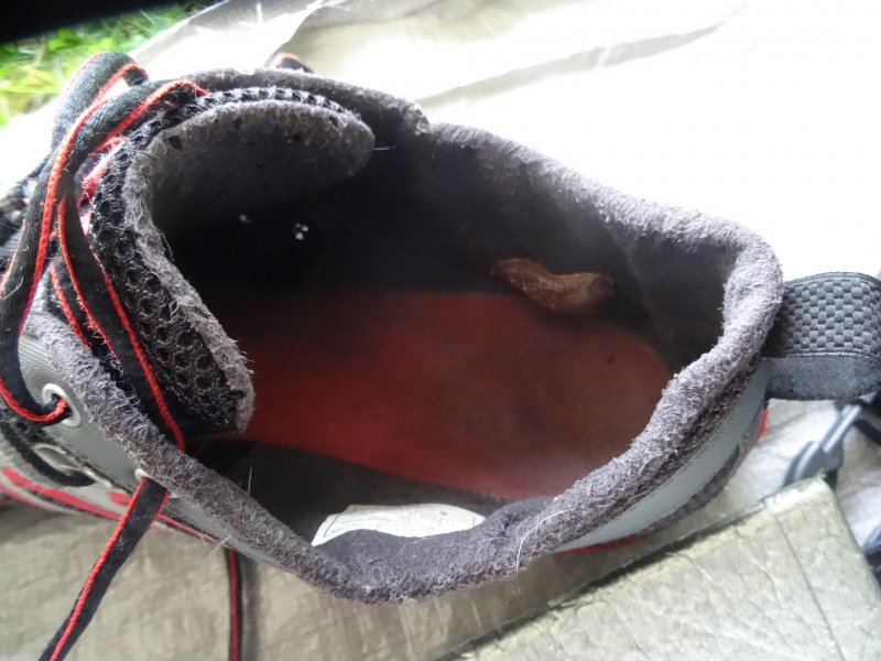 Merrell Trail Glove als Schneckenhaus