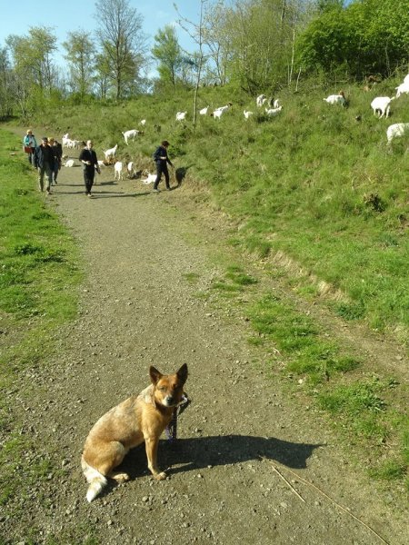 Das Viehzeug sorgt für mehr Aufregung beim Hundehalter