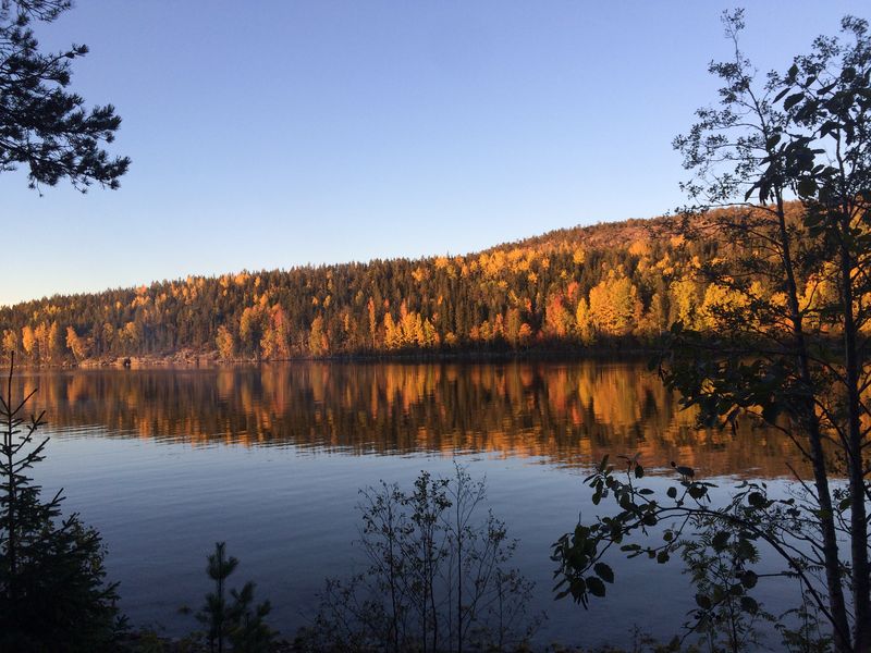 Der Herbst ist farblich wahrscheinlich die spannendste Zeit im hohen Norden Höga Kusten - rostbraune Wälder im Herbst