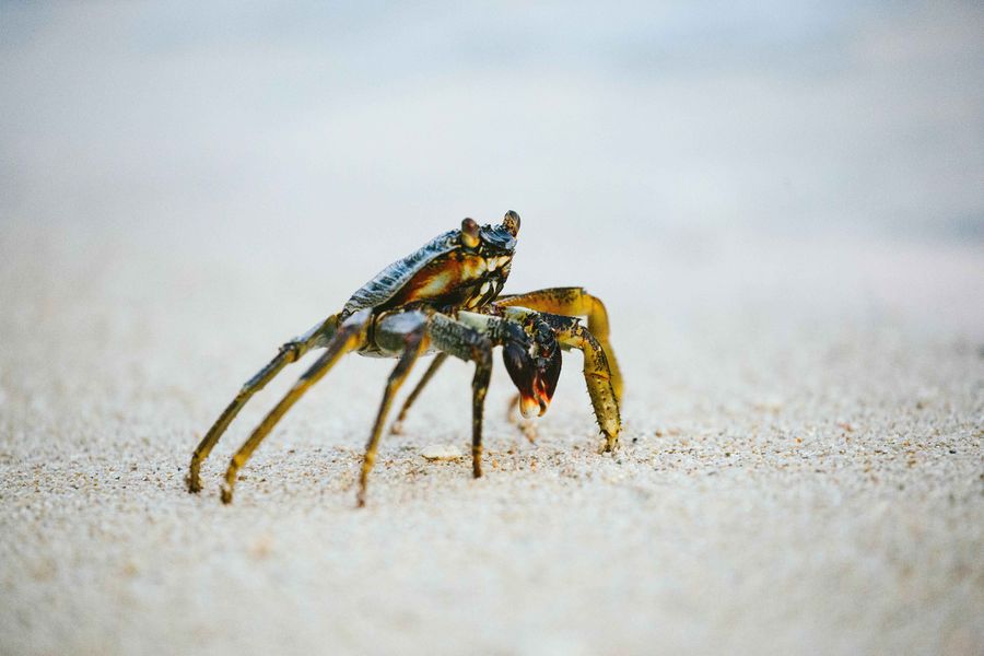 tierische Strandbewohner Sri Lanka - Krebs am Strand