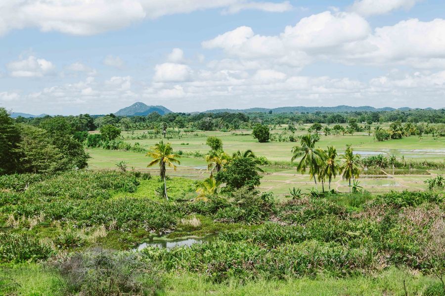 Immer weiter fahren wir ins Hochland hinein Sri Lanka - wir fahren durch Wälder ins Hochland