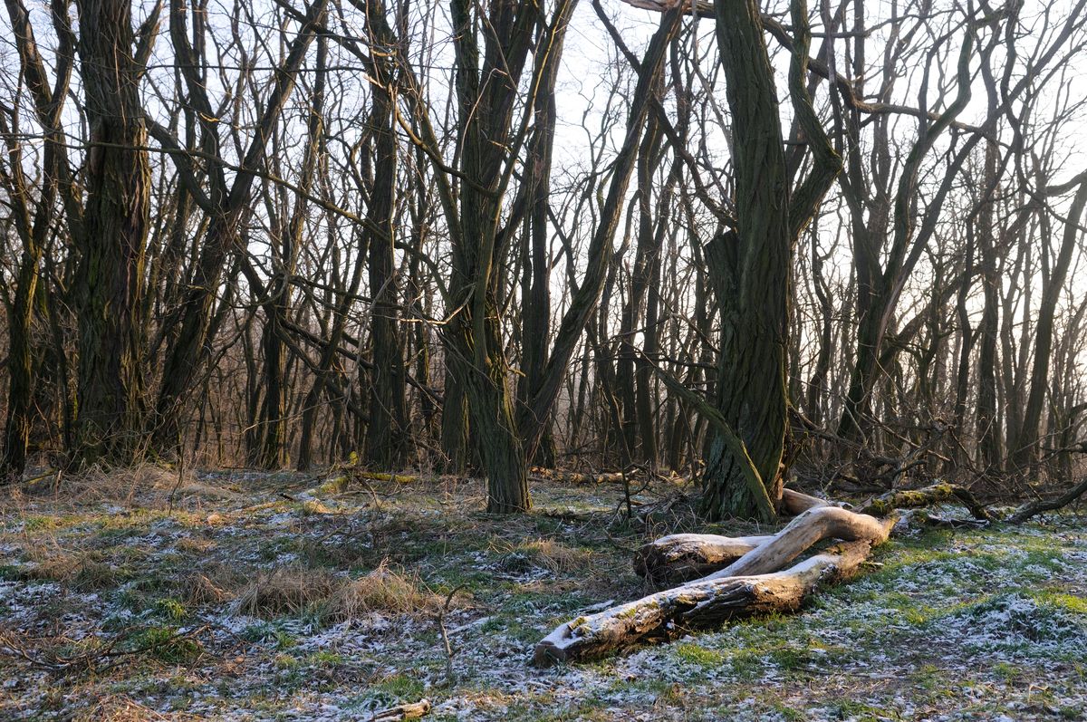 Wald.