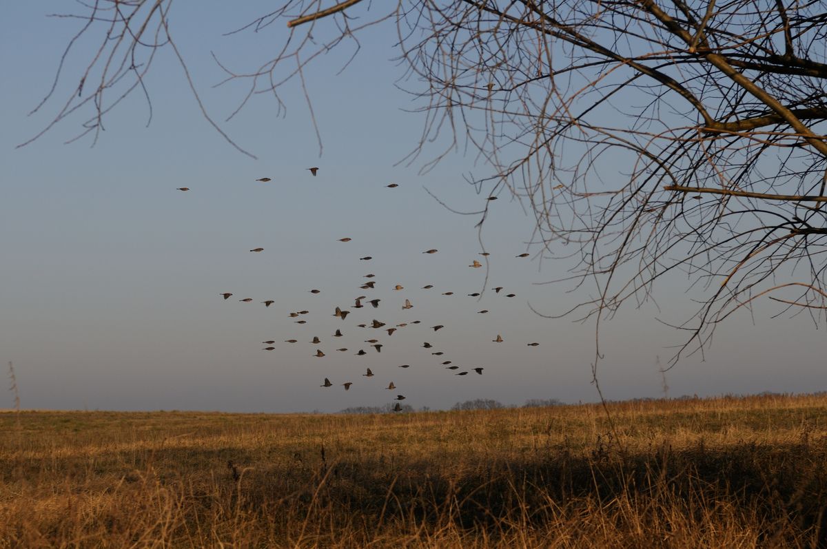 Spatzenflug. Spatzenflug.