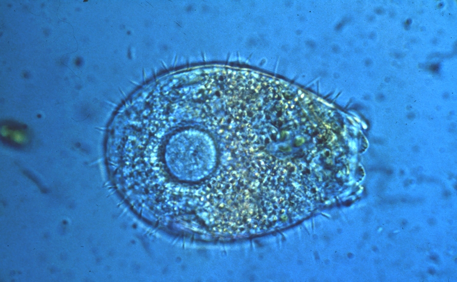 Mikroskop - Protozoen. Bild: Dr. Eugen Lehle