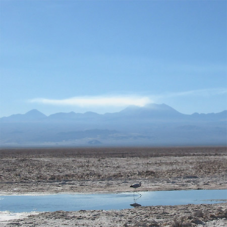 chile-andrea-3