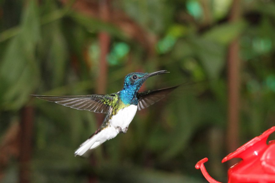 img_2177-kolibri
