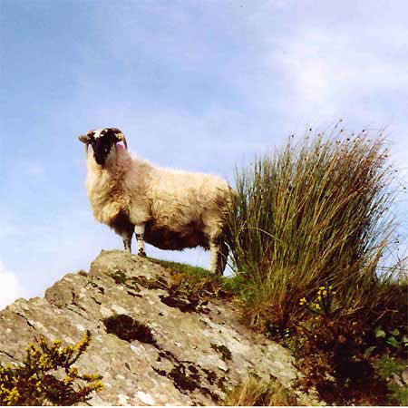 irland-jonas-2