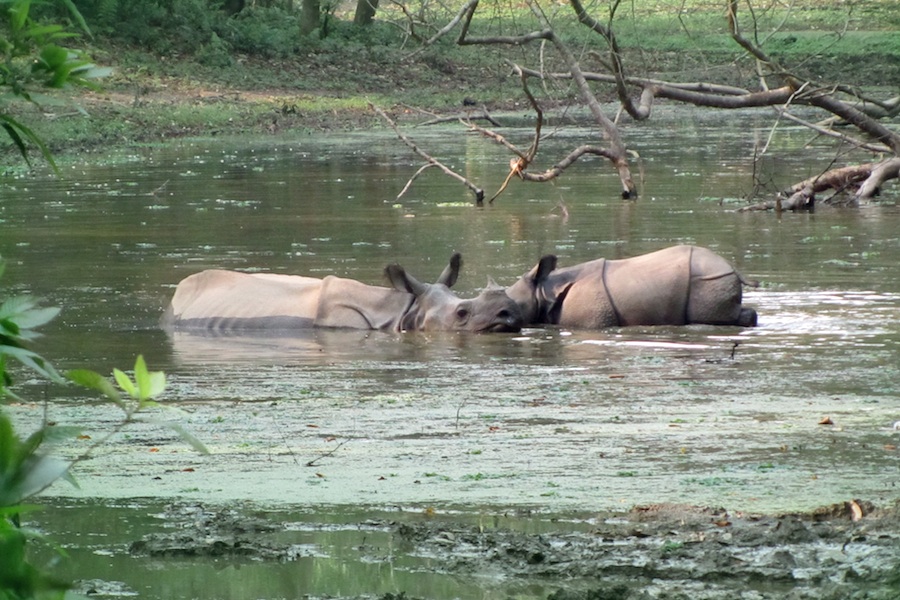 nepal-chitwan-2