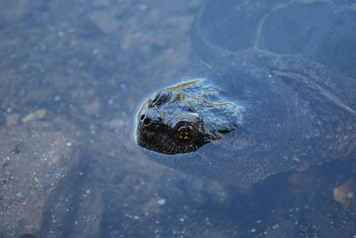 snapping-turtle