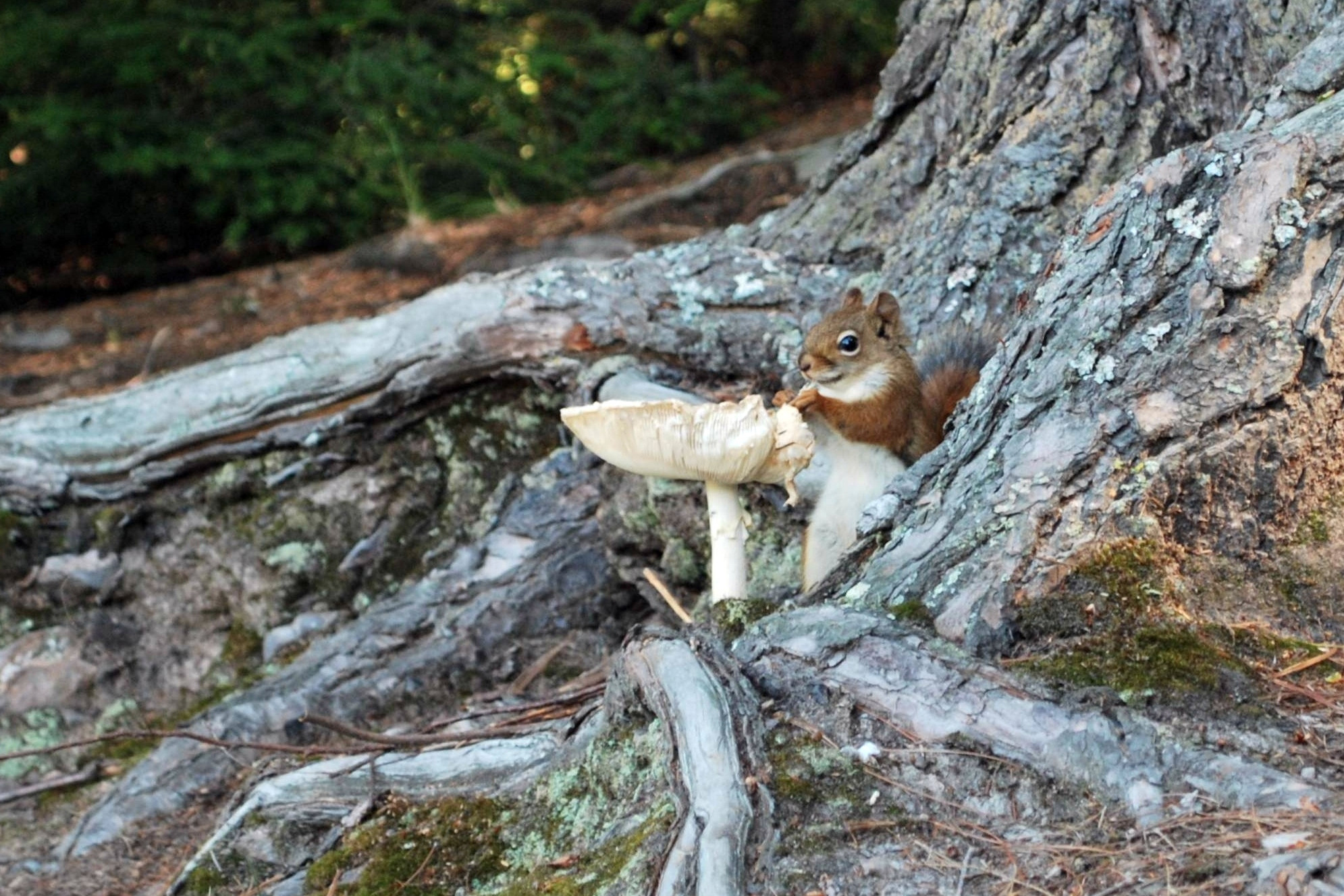 squirrel-with-mushroom