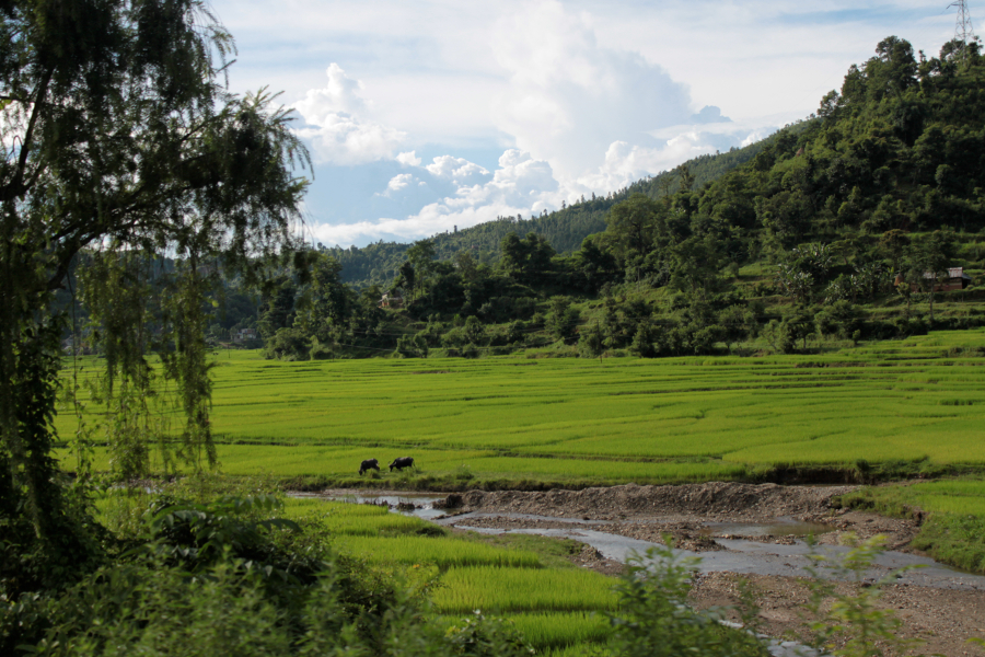 reisfelder-nepal