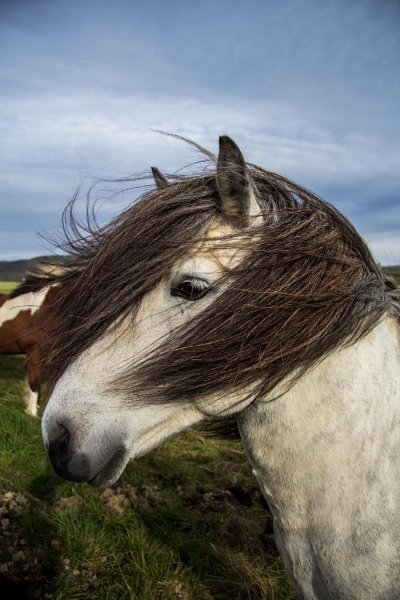 iceland_mala-8