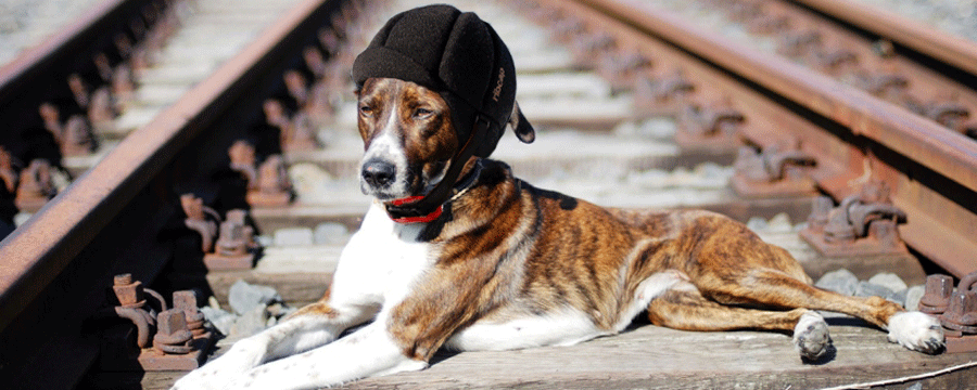 HundNancy