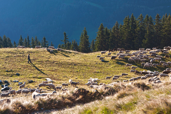 img_0081-alplumpegna-dominikhaas-midres_0