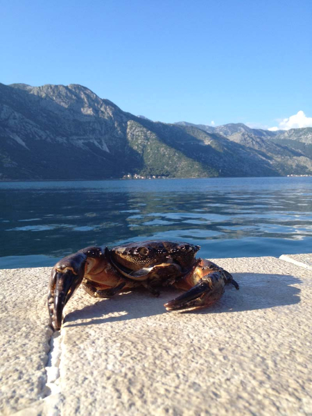 montenegro_2014_s_haubold-34