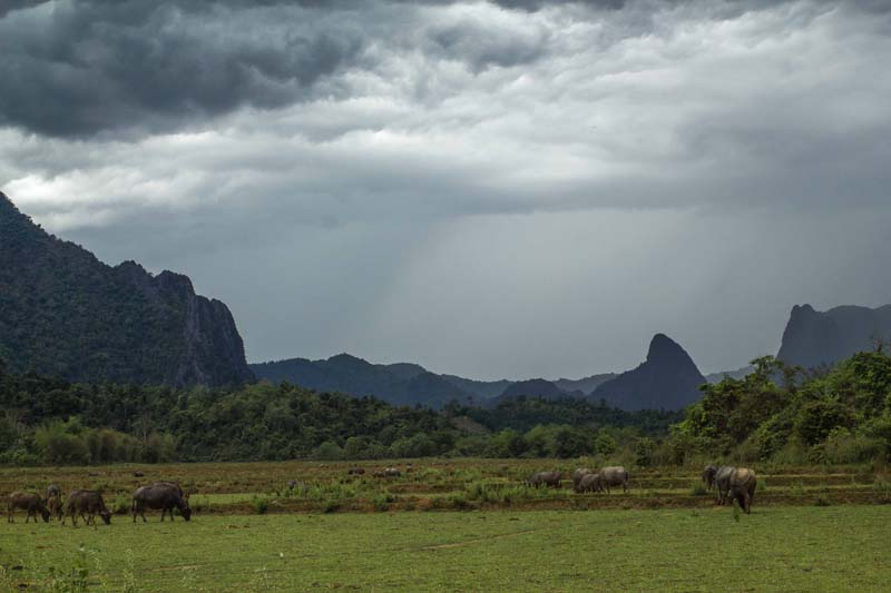 32-wasserbueffel-bei-vang-vieng