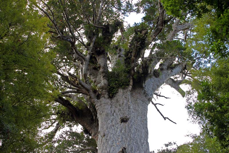 41-kauri