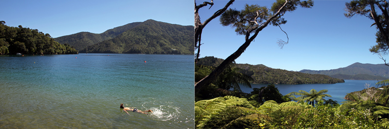 7 Schnorcheln im Queen Charlotte Sound tropischer Sueden