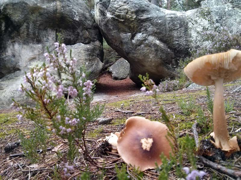 19_fontainebleau