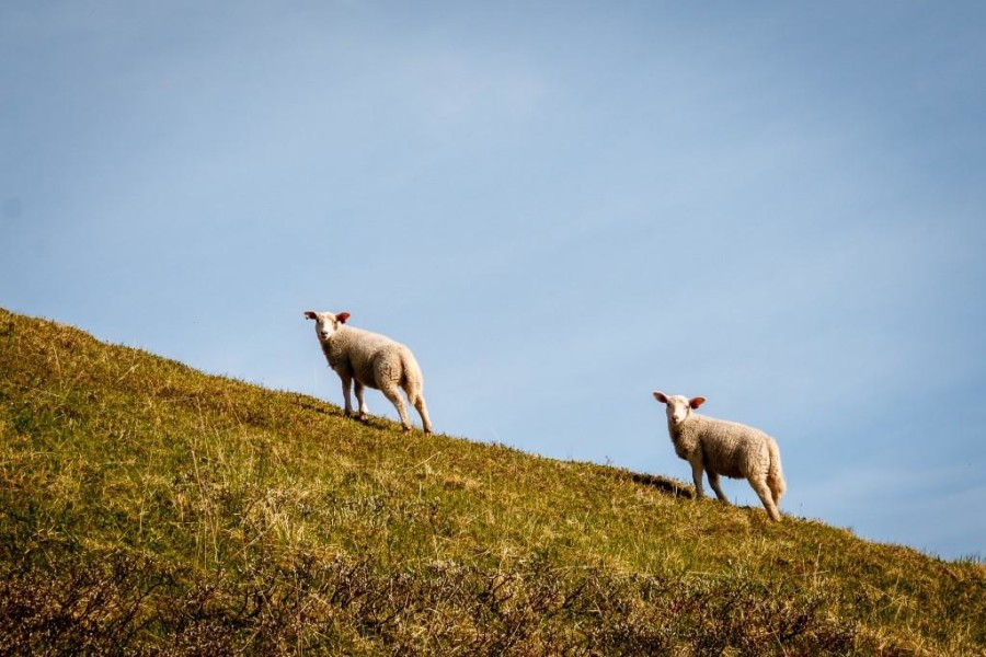 Diese Schafe in Norwegen haben viel Platz auf der grünen Wiese.