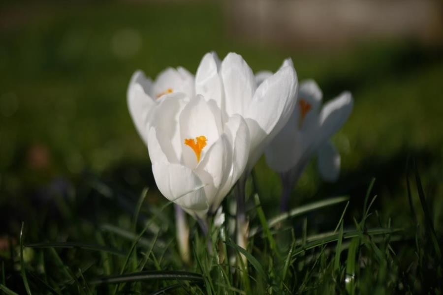 Krokusse