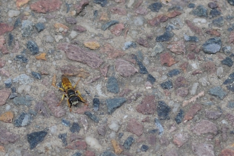 Bienenwolf II