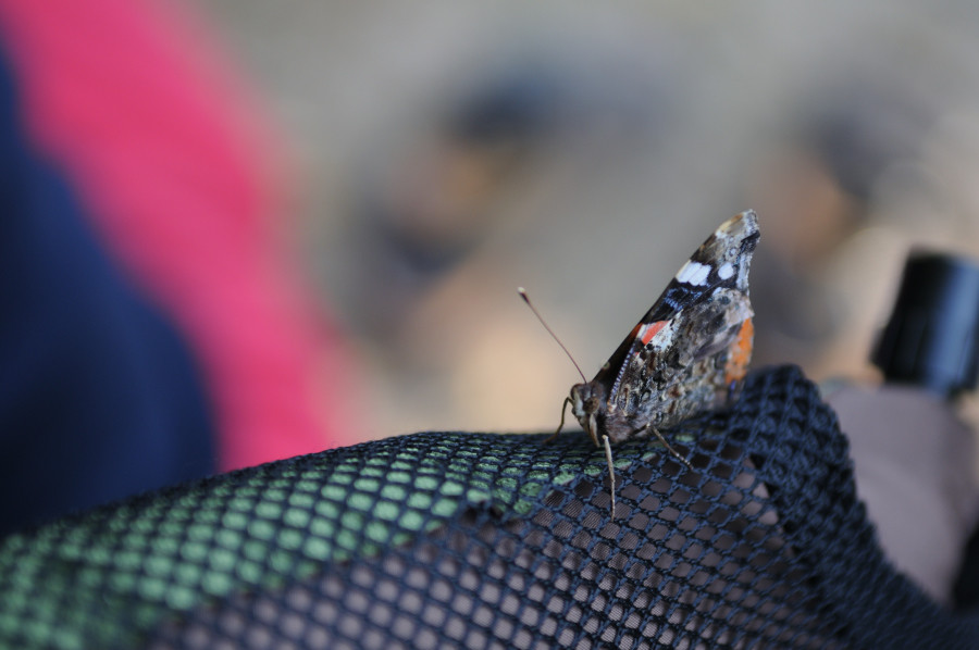 Schmetterling