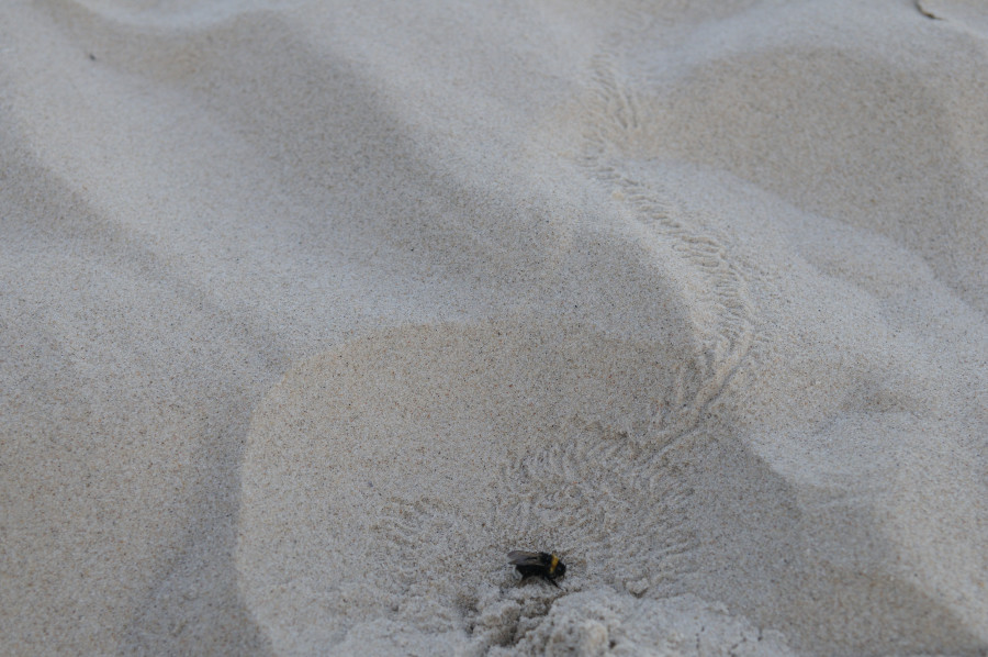 Was ist das für Tier im Sand?