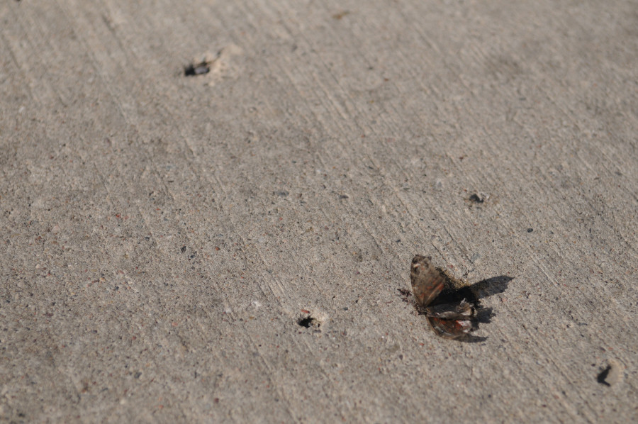 Schmetterling in der Mittagssonne
