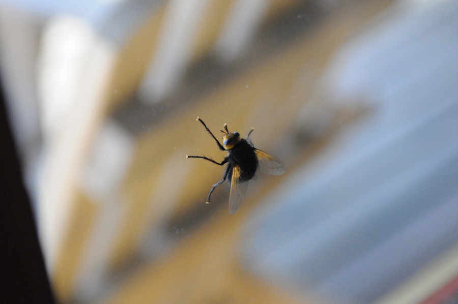 Fliege