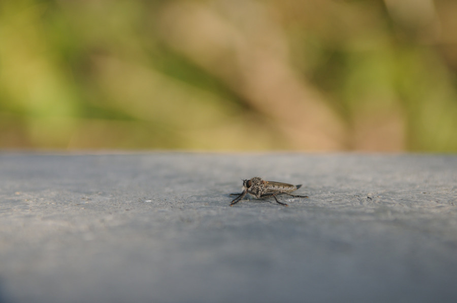 Fliege II