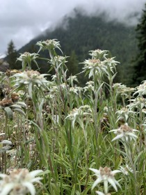 blumen im wallis