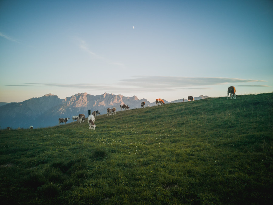 8 grossglockner kuehe