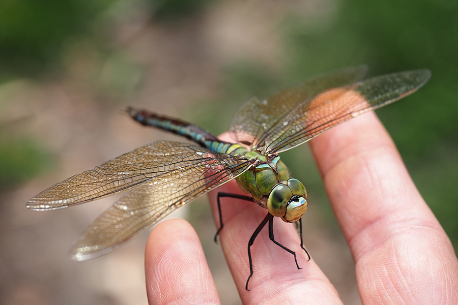 libelle