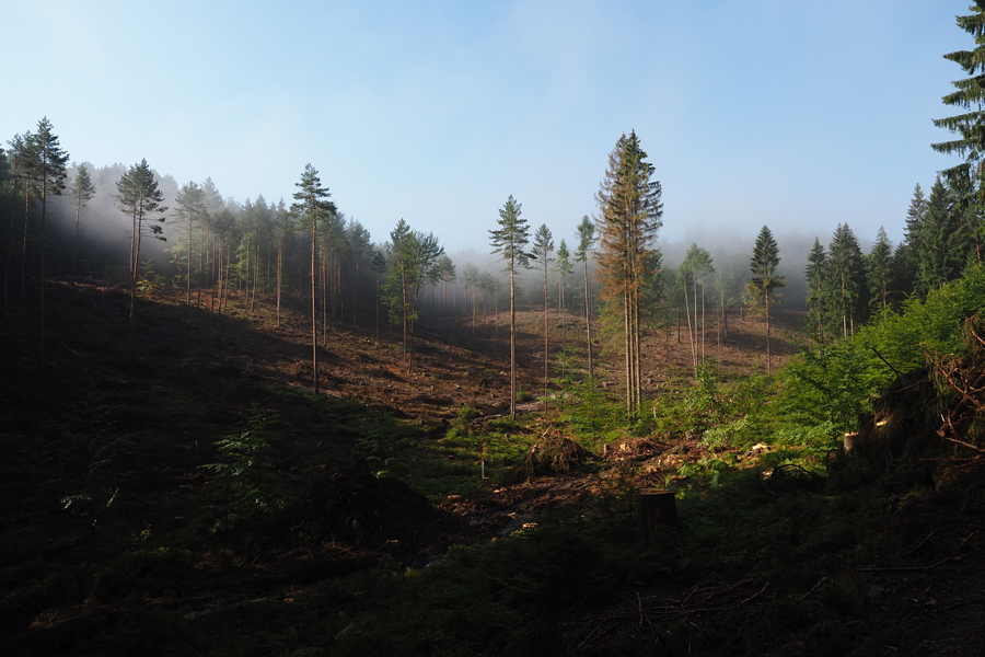wald