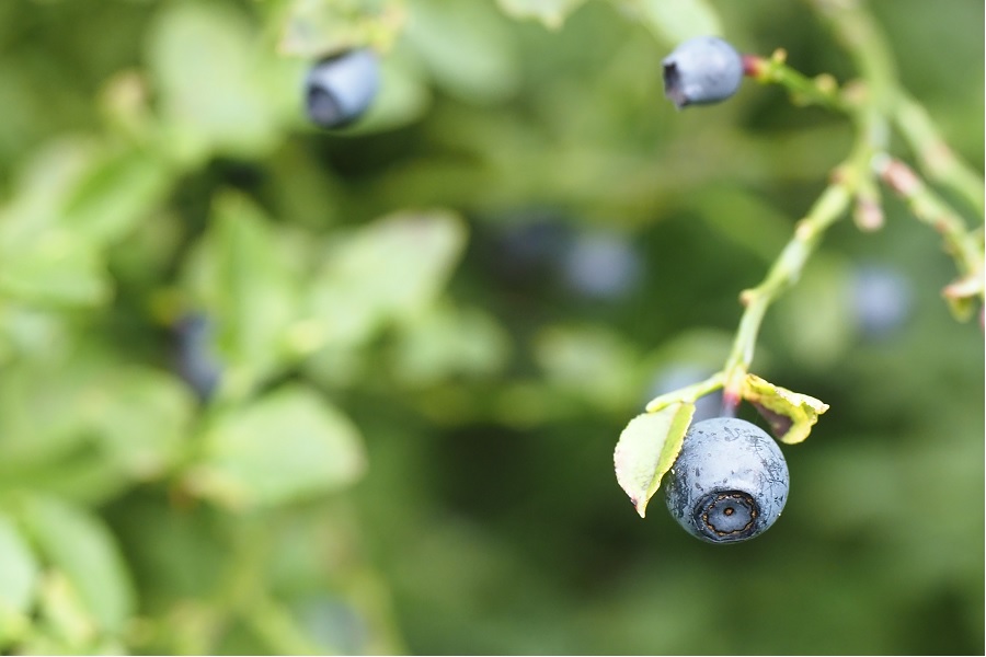 blaubeeren