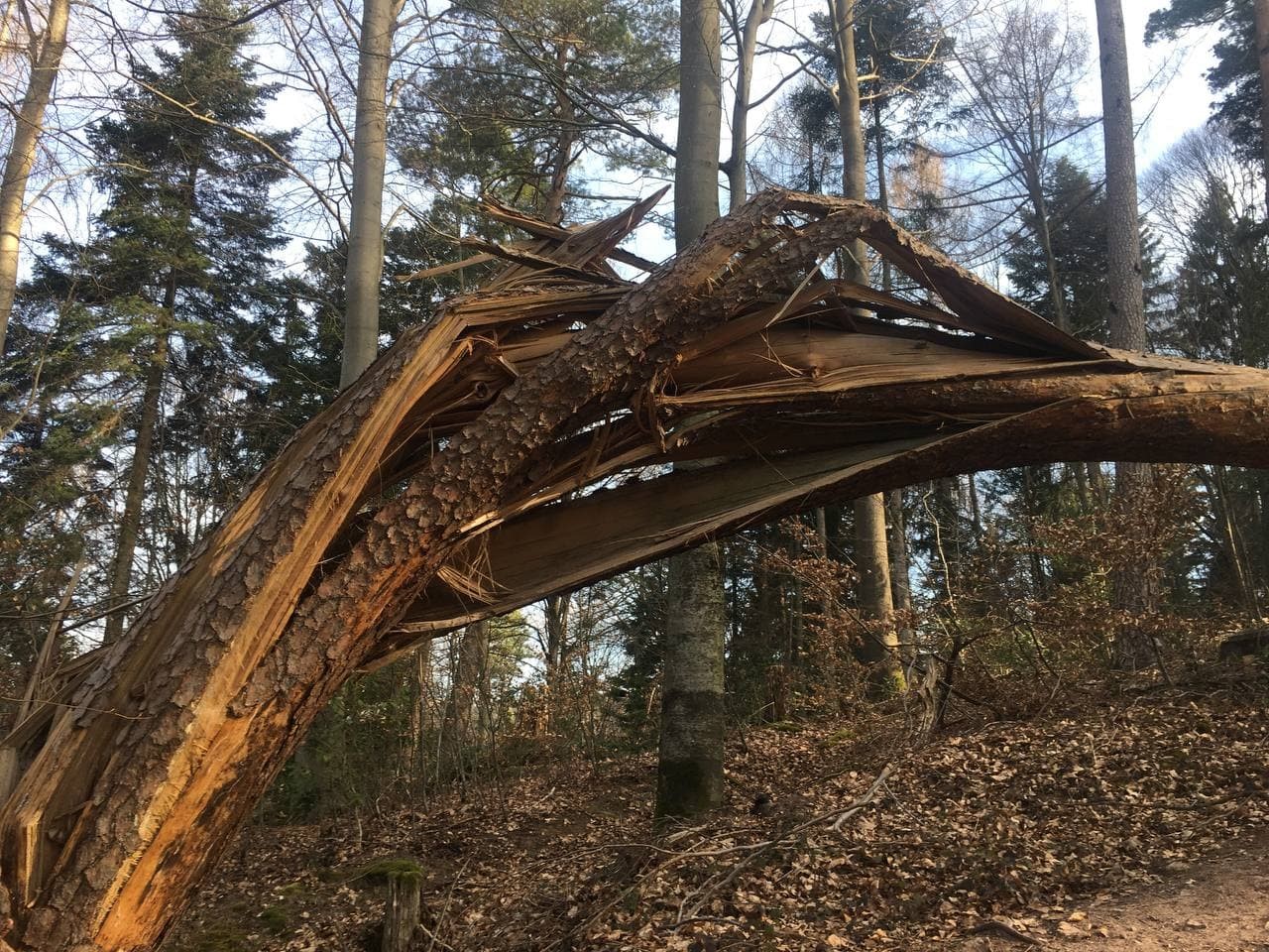 Typisches Fundstück in einem Bannwald