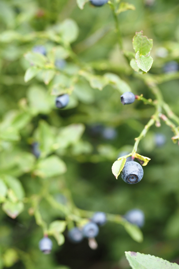 blaubeeren