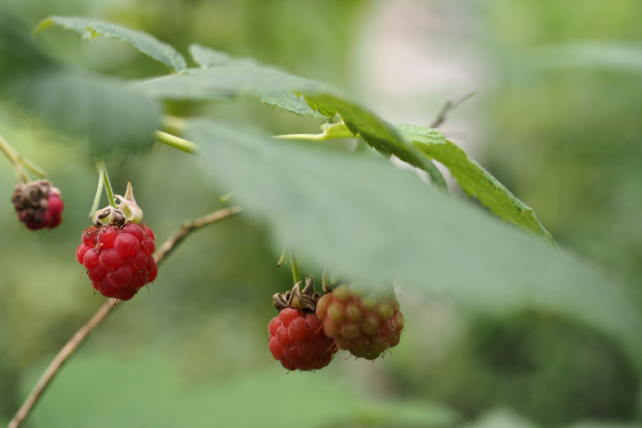 himbeeren